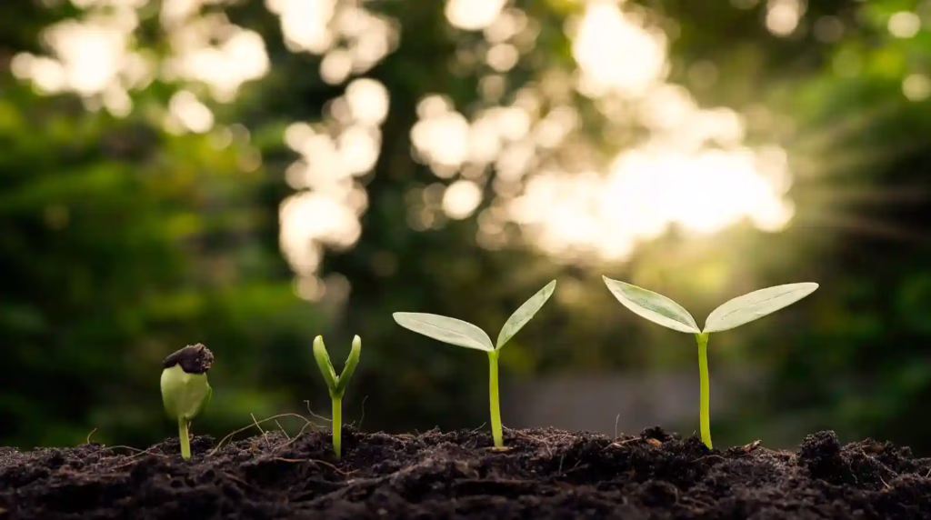 Nature plante terre imprim'vert